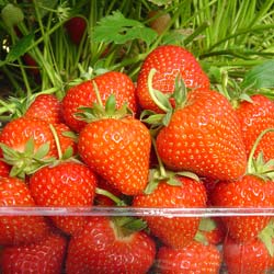 Strawberry plant 'Matis'